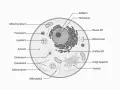 Schematische Darstellung einer Zelle mit Zellkern, Mitochondrien, ER, Golgi-Apparat und weiteren Organellen.