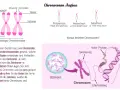 Ein männliches Chromosomenpaar mit p- und q-Armen, Centromer und Telomeren. Daneben verschiedene Chromosomenformen und die DNA-Struktur.