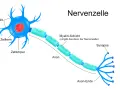 Der neuron aufbau zeigt eine Nervenzelle mit Dendriten, Zellkörper, Axon mit Myelinscheide und Synapsen.