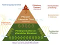 Nahrungspyramide zeigt die nahrungskette: Produzenten (Pflanzen) ernähren Pflanzenfresser (Herbivoren), die wiederum von Raubtieren (Karnivoren) gefressen werden.