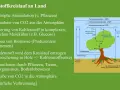 Der Kohlenstoffkreislauf: Pflanzen nehmen CO2 auf, bauen Biomasse auf und geben CO2 wieder ab.