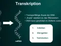 Die Transkription wandelt DNA in mRNA um, ein Schritt der Proteinbiosynthese. Die mRNA-Kopie verlässt den Zellkern zu den Ribosomen.