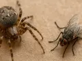 Eine Spinne und eine Fliege auf braunem Untergrund. Viele Leute denken, dass spinnen insekten sind, aber das stimmt nicht.