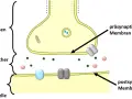Schematische Darstellung einer Synapse: präsynaptische Membran, synaptischer Spalt und postsynaptische Membran einer Nerven-, Muskel- oder Drüsenzelle.