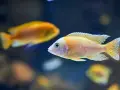 Bunte Fische im Aquarium, ein Beispiel für adaptive Radiation, schwimmen im dunklen Wasser.