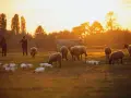 Vergleich konventionelle und ökologische Landwirtschaft im Unterricht: Unterschiede verstehen und diskutieren