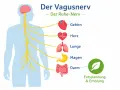 Der Vagusnerv, Teil des peripheren Nervensystems, verbindet Gehirn, Herz, Lunge, Magen und Darm für Entspannung.