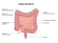 Der Aufbau des Darms: Dickdarm mit Querdarm, Leberflexur, aufsteigendem und absteigendem Dickdarm, Appendix, Rektum und dem zentralen Dünndarm.