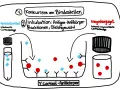 Elisa's ELISA-Test: Speichelcortisol konkurriert mit Enzymkonjugat um Antikörperbindung.