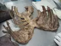 Ein menschliches Brustkorb-Präparat zeigt, wie viele Rippen ein Mensch hat. Die Rippen sind auf einem metallischen Tisch ausgebreitet.