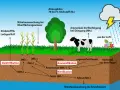 Schema des Stickstoffkreislaufs: Atmosphäre, Pflanzen, Kuh, Boden mit Prozessen wie Nitrifikation und Denitrifikation, sowie Auswaschung ins Grundwasser.