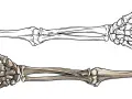 Zwei menschliche Skeletthände, eine als Umriss, die andere koloriert. Sie zeigen, wie viele Knochen ein Mensch hat, um zu greifen und zu fühlen.