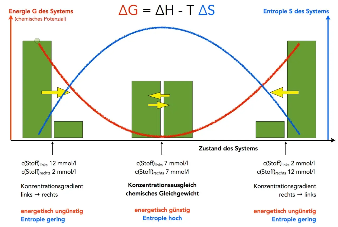 Diagramm zeigt Energie und Entropie bei chemischem Gleichgewicht. Diffusion treibt Konzentrationen an, bis ein Gleichgewicht erreicht ist.
