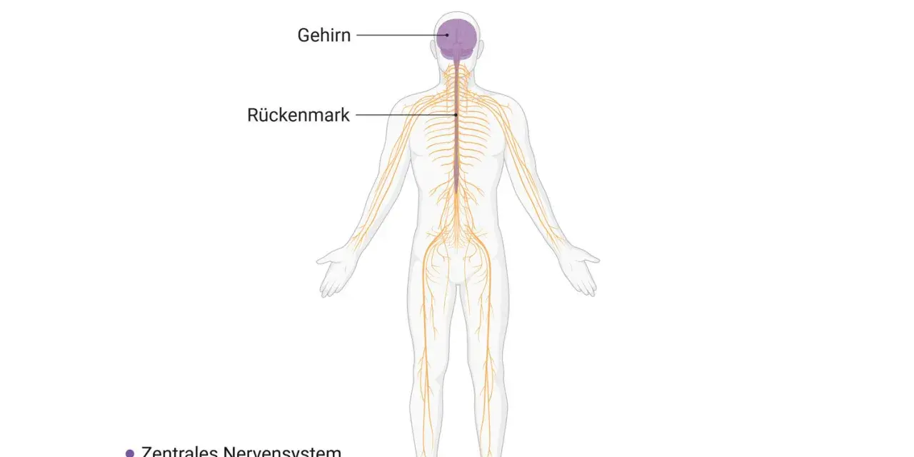 Schema des menschlichen Nervensystems: Gehirn und Rückenmark bilden das zentrale Nervensystem, das sich durch den ganzen Körper zieht.
