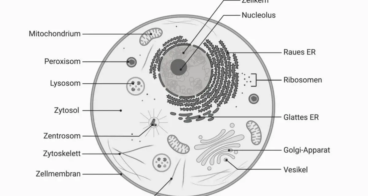 Schematische Darstellung einer Zelle mit Zellkern, Mitochondrien, ER, Golgi-Apparat und weiteren Organellen.