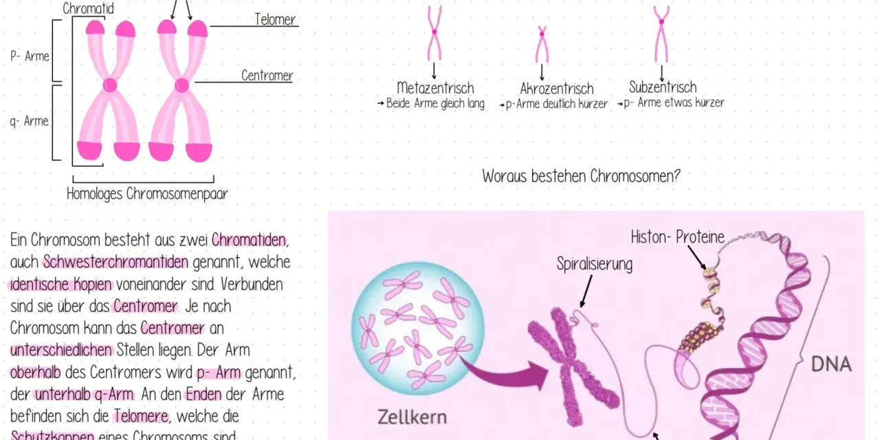 Ein männliches Chromosomenpaar mit p- und q-Armen, Centromer und Telomeren. Daneben verschiedene Chromosomenformen und die DNA-Struktur.