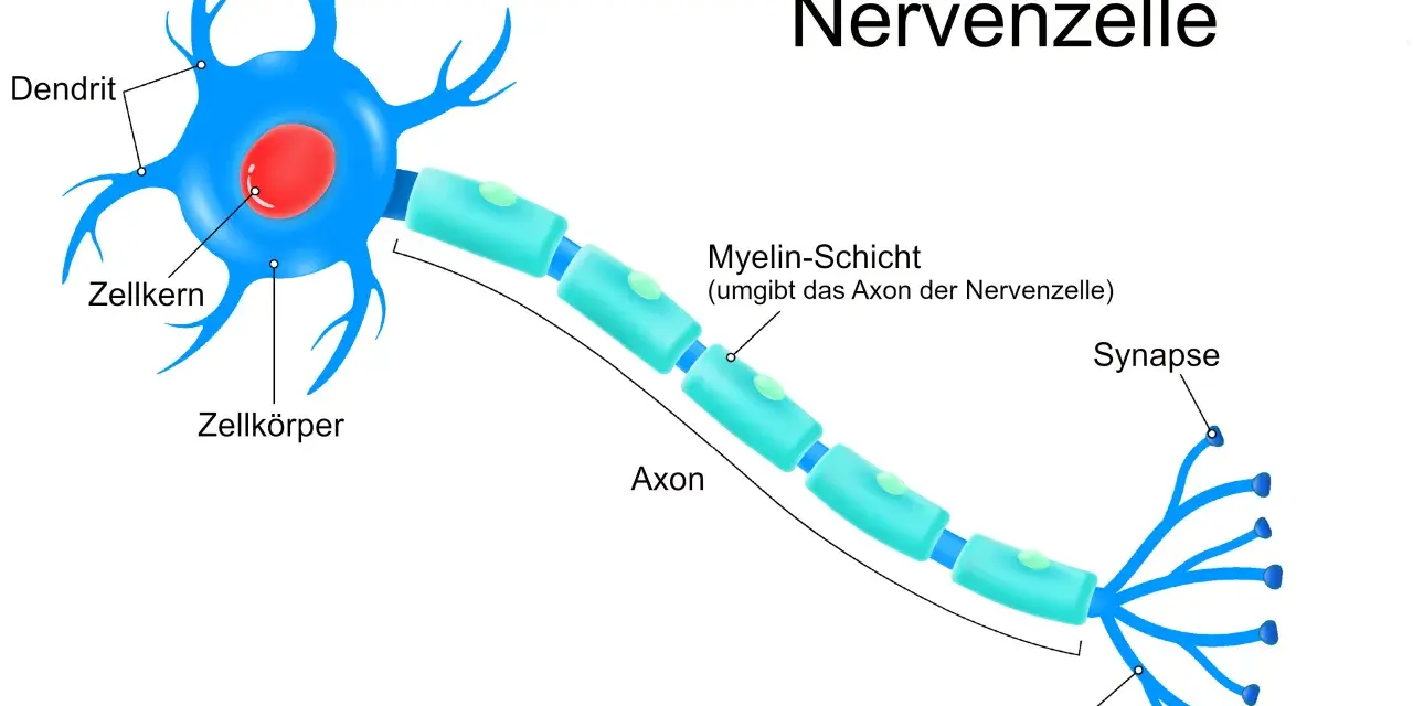 Der neuron aufbau zeigt eine Nervenzelle mit Dendriten, Zellkörper, Axon mit Myelinscheide und Synapsen.