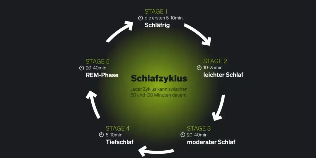 Der Schlafzyklus wird in 5 Stadien unterteilt: schläfrig, leichter Schlaf, moderater Schlaf, Tiefschlaf und REM-Phase. Ein Zyklus dauert 60-120 Minuten.