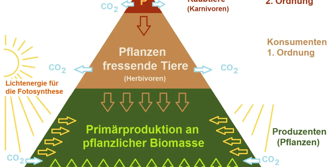 Nahrungspyramide zeigt die nahrungskette: Produzenten (Pflanzen) ernähren Pflanzenfresser (Herbivoren), die wiederum von Raubtieren (Karnivoren) gefressen werden.