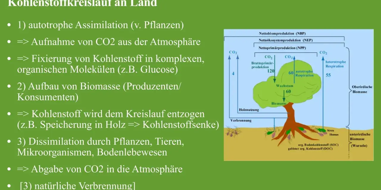 Der Kohlenstoffkreislauf: Pflanzen nehmen CO2 auf, bauen Biomasse auf und geben CO2 wieder ab.