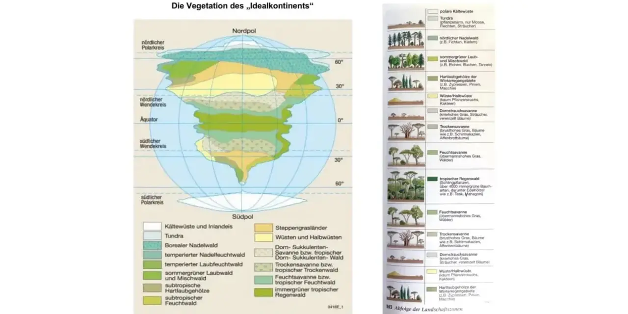 Die Vegetation des „Idealkontinents“ zeigt verschiedene Vegetationszonen, von der Tundra bis zum tropischen Regenwald.