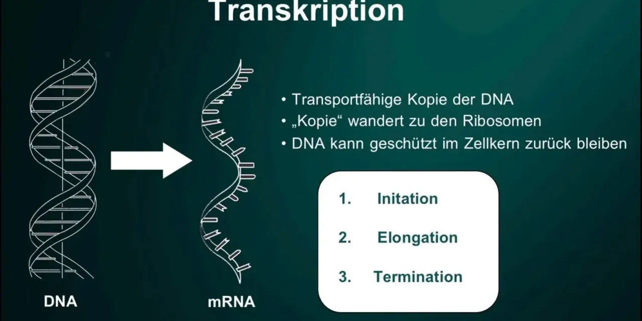 Die Transkription wandelt DNA in mRNA um, ein Schritt der Proteinbiosynthese. Die mRNA-Kopie verlässt den Zellkern zu den Ribosomen.