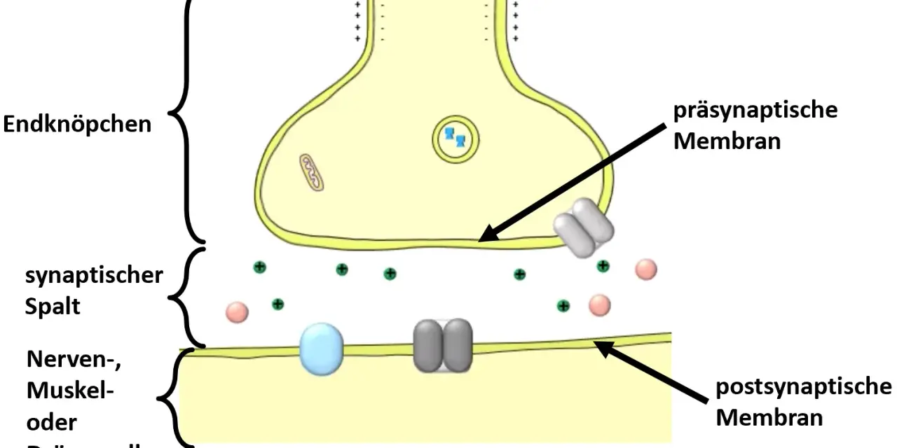 Schematische Darstellung einer Synapse: präsynaptische Membran, synaptischer Spalt und postsynaptische Membran einer Nerven-, Muskel- oder Drüsenzelle.