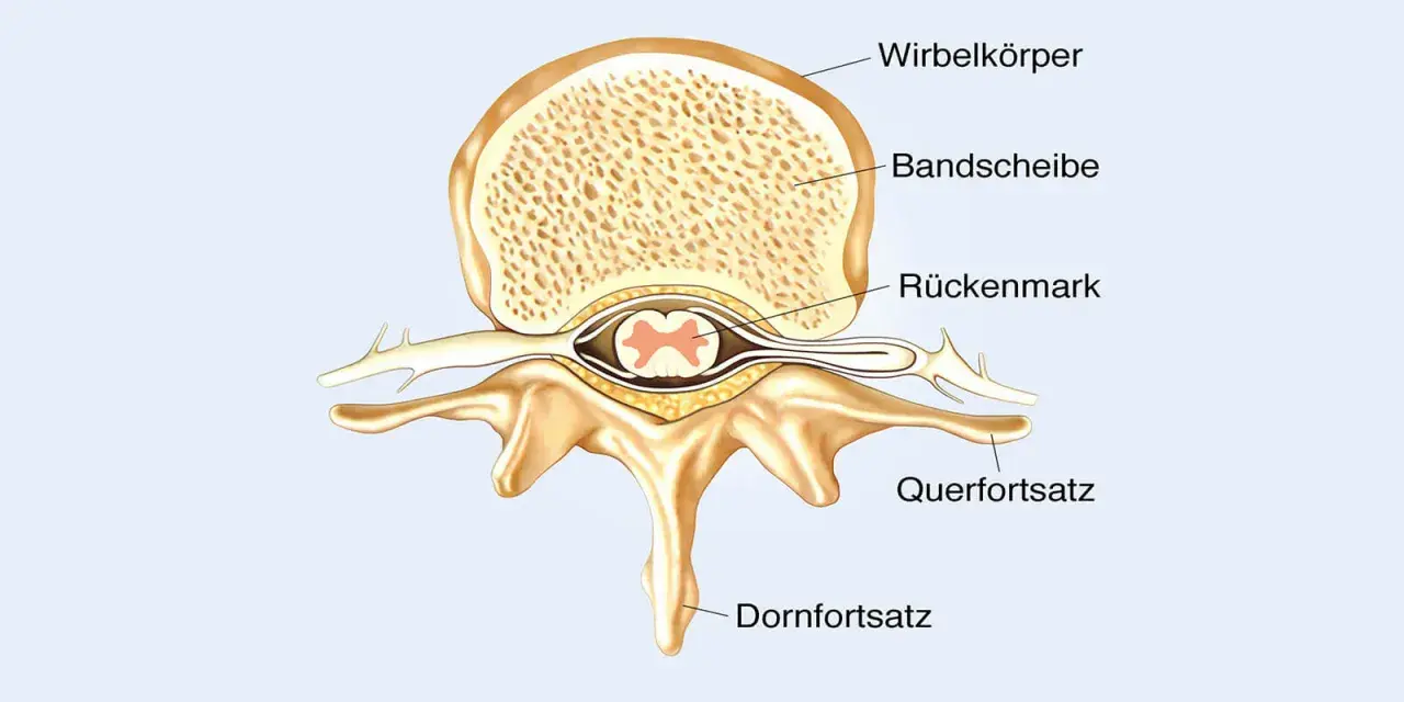 Querschnitt eines Wirbels mit Bandscheibe und dem zentralen Rückenmark.