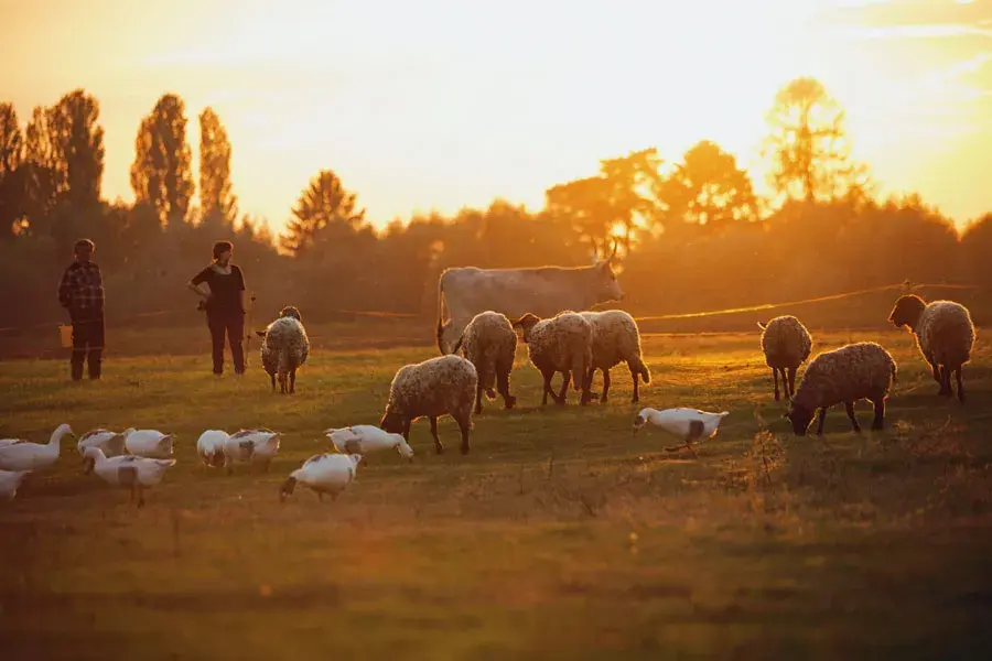 Vergleich konventionelle und ökologische Landwirtschaft im Unterricht: Unterschiede verstehen und diskutieren