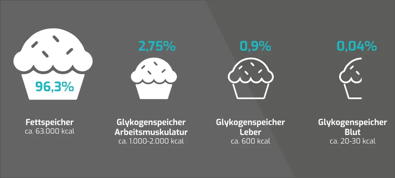 Vergleich von Energiespeichern: Fett (96,3%) und Glykogen in Muskeln (2,75%), Leber (0,9%) und Blut (0,04%).