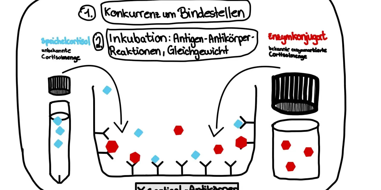 Elisa's ELISA-Test: Speichelcortisol konkurriert mit Enzymkonjugat um Antikörperbindung.