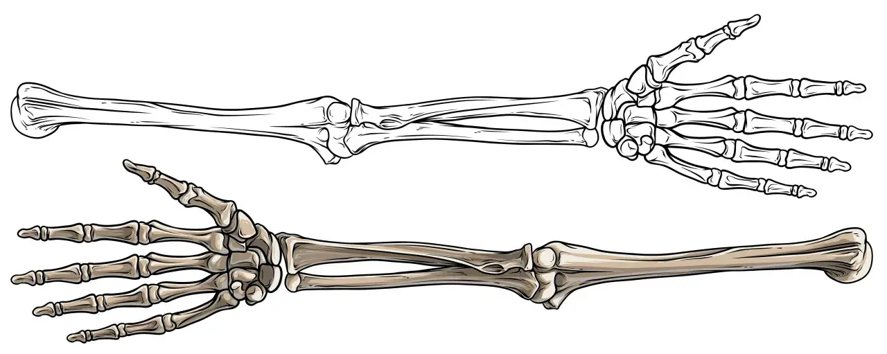 Zwei menschliche Skeletthände, eine als Umriss, die andere koloriert. Sie zeigen, wie viele Knochen ein Mensch hat, um zu greifen und zu fühlen.