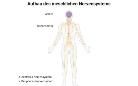 Schema des menschlichen Nervensystems: Gehirn und Rückenmark bilden das zentrale Nervensystem, das sich durch den ganzen Körper zieht.
