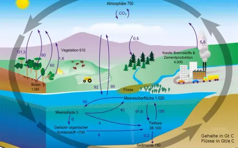 Der Kohlenstoffkreislauf zeigt, wie Kohlensäure zwischen Atmosphäre, Vegetation, Böden, Meeren und fossilen Brennstoffen zirkuliert.
