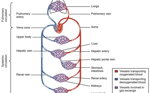 Schema des Herz-Kreislauf-Systems: Lungen, Herz, Aorta, Leber, Nieren, Magen, Darm und Körperteile. Rote Gefäße transportieren sauerstoffreiches, blaue sauerstoffarmes Blut.
