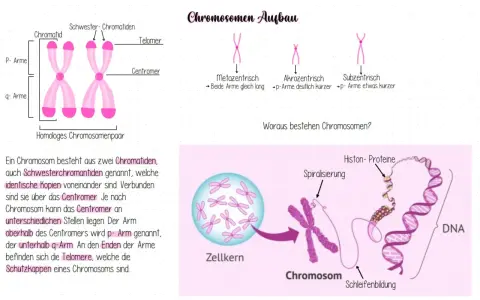 Ein männliches Chromosomenpaar mit p- und q-Armen, Centromer und Telomeren. Daneben verschiedene Chromosomenformen und die DNA-Struktur.
