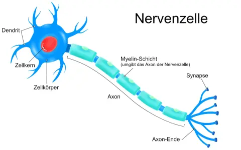 Der neuron aufbau zeigt eine Nervenzelle mit Dendriten, Zellkörper, Axon mit Myelinscheide und Synapsen.