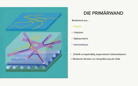 Schematische Darstellung der Primärwand mit Pektinen, Glykoproteinen, Hemicellulose und unregelmäßig angeordneten Cellulosefasern für elastische Zellvergrößerung.
