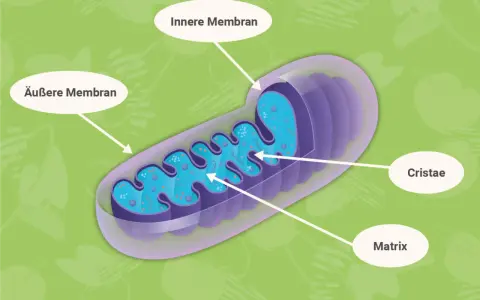Der **Mitochondrien Aufbau**: Äußere und innere Membran, Cristae und Matrix sind klar dargestellt.