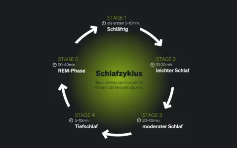 Der Schlafzyklus wird in 5 Stadien unterteilt: schläfrig, leichter Schlaf, moderater Schlaf, Tiefschlaf und REM-Phase. Ein Zyklus dauert 60-120 Minuten.