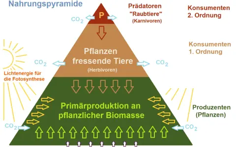 Nahrungspyramide zeigt die nahrungskette: Produzenten (Pflanzen) ernähren Pflanzenfresser (Herbivoren), die wiederum von Raubtieren (Karnivoren) gefressen werden.