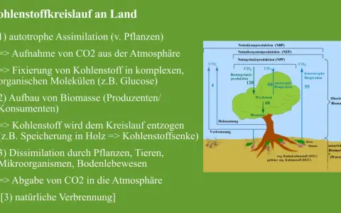 Der Kohlenstoffkreislauf: Pflanzen nehmen CO2 auf, bauen Biomasse auf und geben CO2 wieder ab.