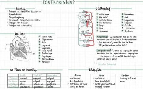 Umfassendes Unterrichtsmaterial für Biologie: Herz und Blutkreislauf