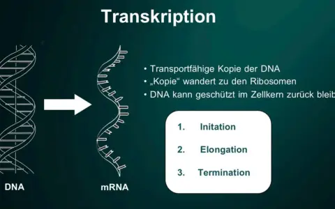 Die Transkription wandelt DNA in mRNA um, ein Schritt der Proteinbiosynthese. Die mRNA-Kopie verlässt den Zellkern zu den Ribosomen.