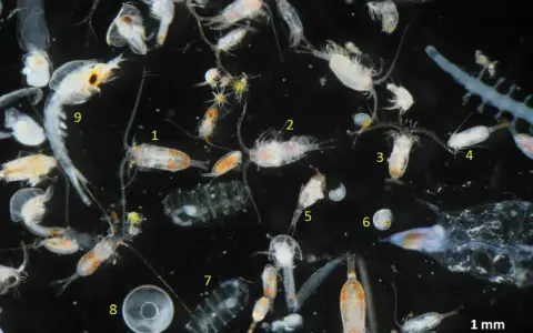Vielfalt an tierischem Plankton unter dem Mikroskop: Copepoden, Krilllarven und andere winzige Meeresbewohner treiben im Wasser.