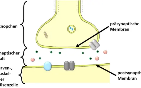Schematische Darstellung einer Synapse: präsynaptische Membran, synaptischer Spalt und postsynaptische Membran einer Nerven-, Muskel- oder Drüsenzelle.