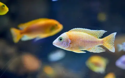 Bunte Fische im Aquarium, ein Beispiel für adaptive Radiation, schwimmen im dunklen Wasser.