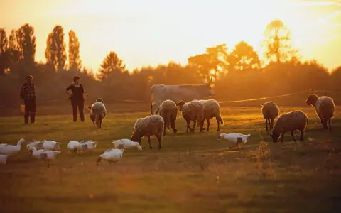 Vergleich konventionelle und ökologische Landwirtschaft im Unterricht: Unterschiede verstehen und diskutieren