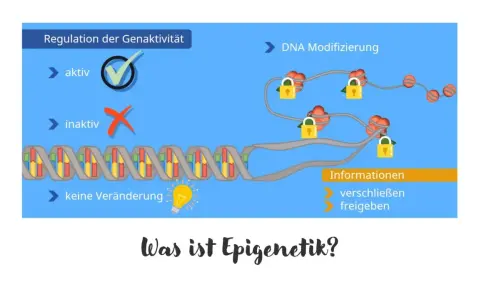 Die Epigenetik erklärt, wie DNA-Modifikationen die Genaktivität regulieren. Schlösser symbolisieren das Verschließen oder Freigeben von Informationen.