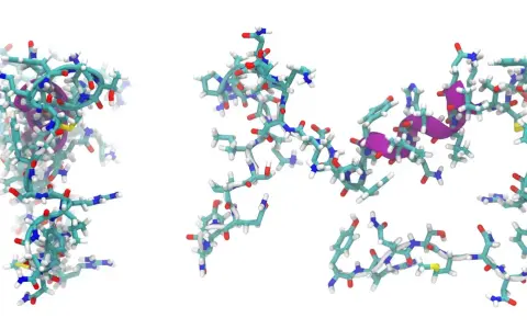 Zwei Molekülstrukturen eines Peptids, die durch Ball-und-Stab-Modelle dargestellt werden. Lila Bereiche deuten auf spezifische Interaktionen hin.